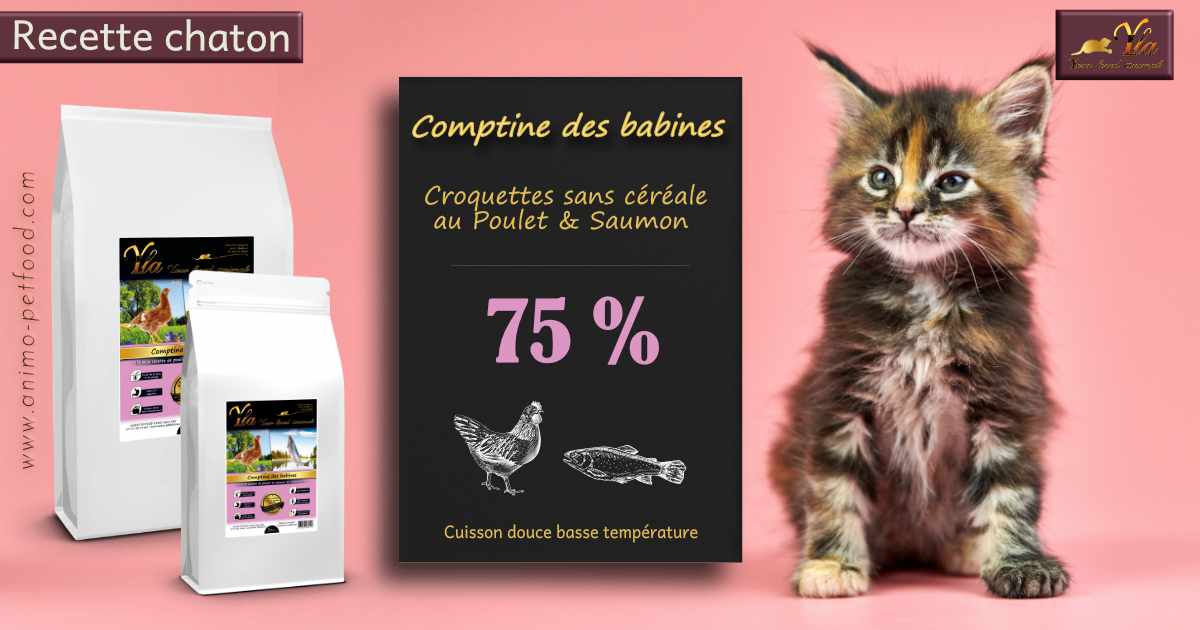 Quelle alimentation pour votre chaton ? - WanimoVéto