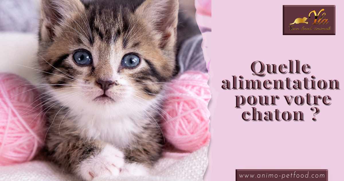 quelle-alimentation-pour-votre-chaton