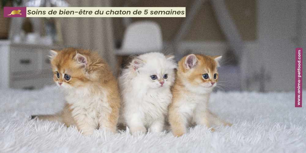 soins-de-bien-etre-du-chaton-de-5-semaines