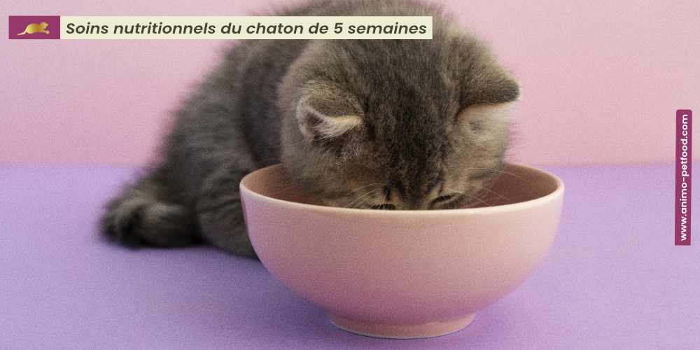 soins-nutritionnels-du-chaton-de-5-semaines