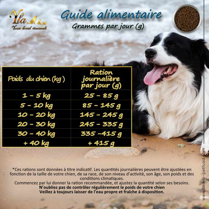 guide-alimentaire-des-croquettes-pour-chien