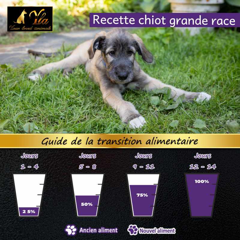 changement-de-nourriture-chiot-grande-race