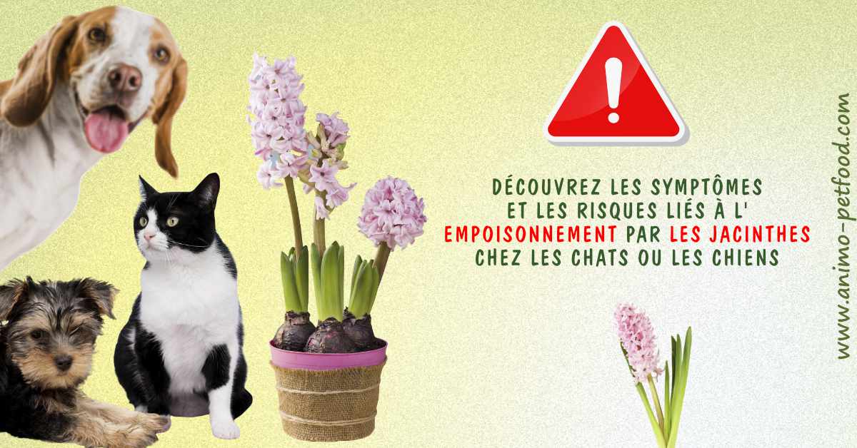 empoisonnement-par-les-jacinthes-chez-les-chats-ou-les-chiens