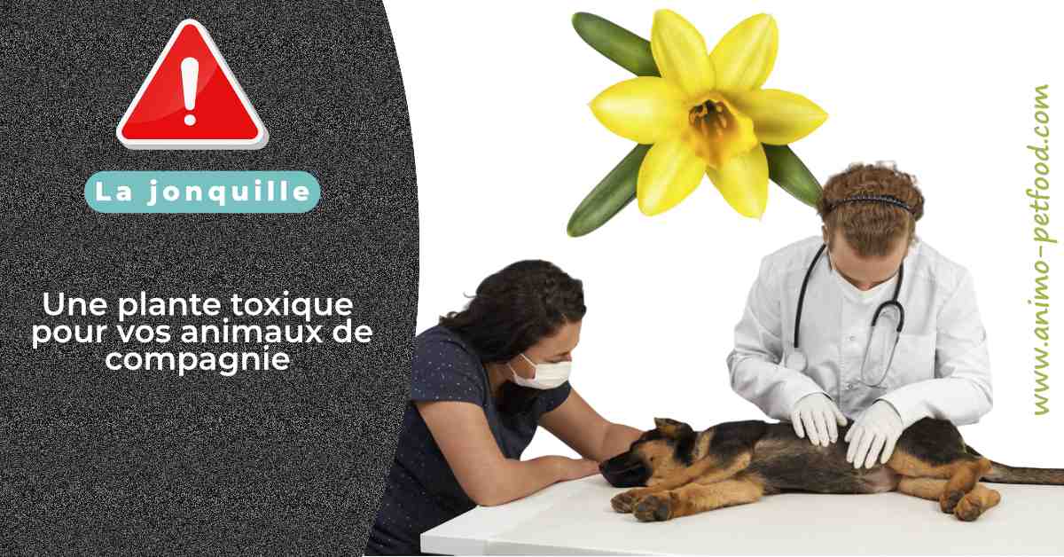 jonquille-plante-dangereuse-pour-chiens-et-chats