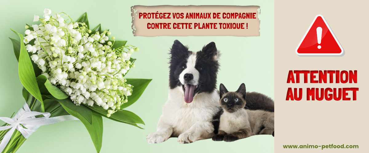 muguet-et-les-animaux-de-compagnie-connaitre-les-dangers-et-les-precautions