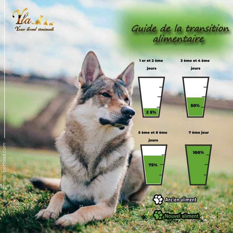 transition-alimentaire-aliment-sans-cereales-pour-chien