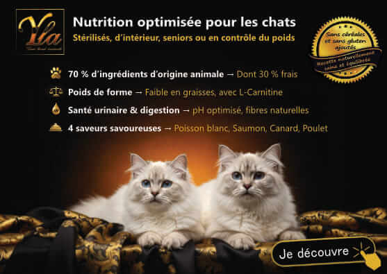 Friandises bien-être pour chiens et chats - Prenez soin d'eux au quotidien !