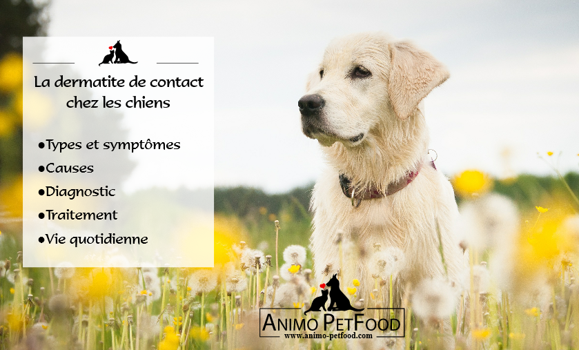 Dermatite De Contact Et Eruption Cutanee Chez Les Chiens