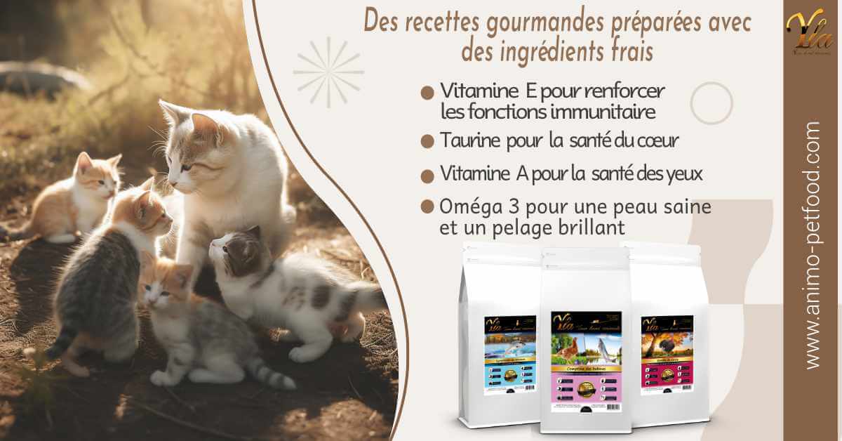 croquettes-pour-chat-et-chaton-sans-cereale