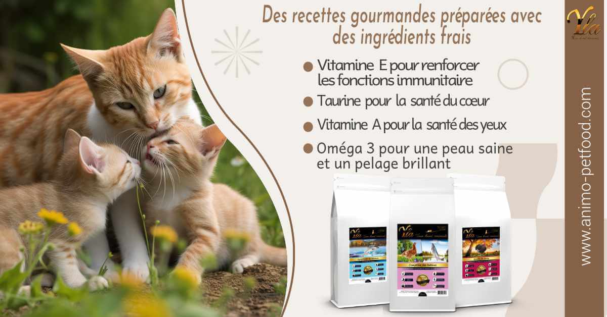 croquettes-sans-cereale-ni-gluten-pour-chats-et-chatons