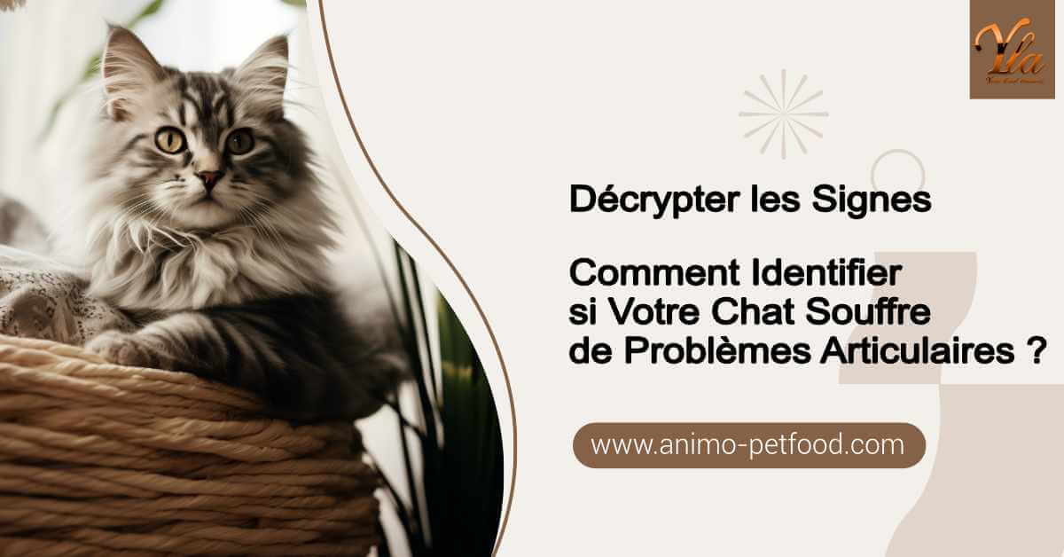 identifier-si-votre-chat-souffre-de-problemes-articulai