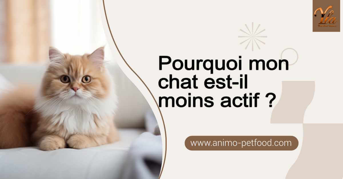 pourquoi-mon-chat-est-il-moins-actif