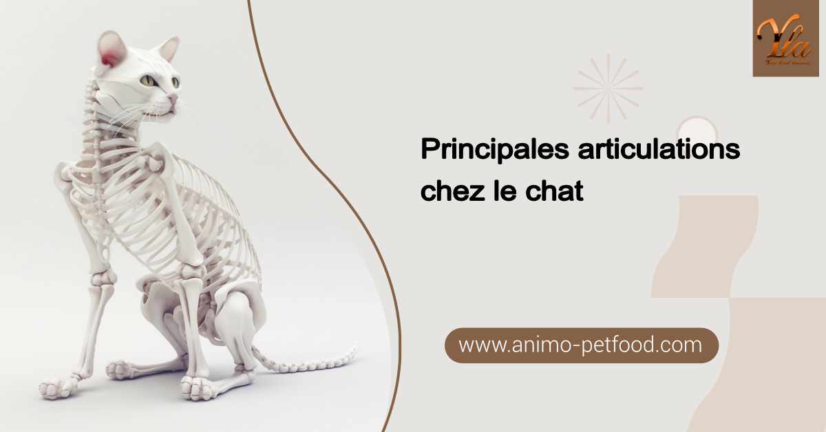 Principales articulations chez le chat