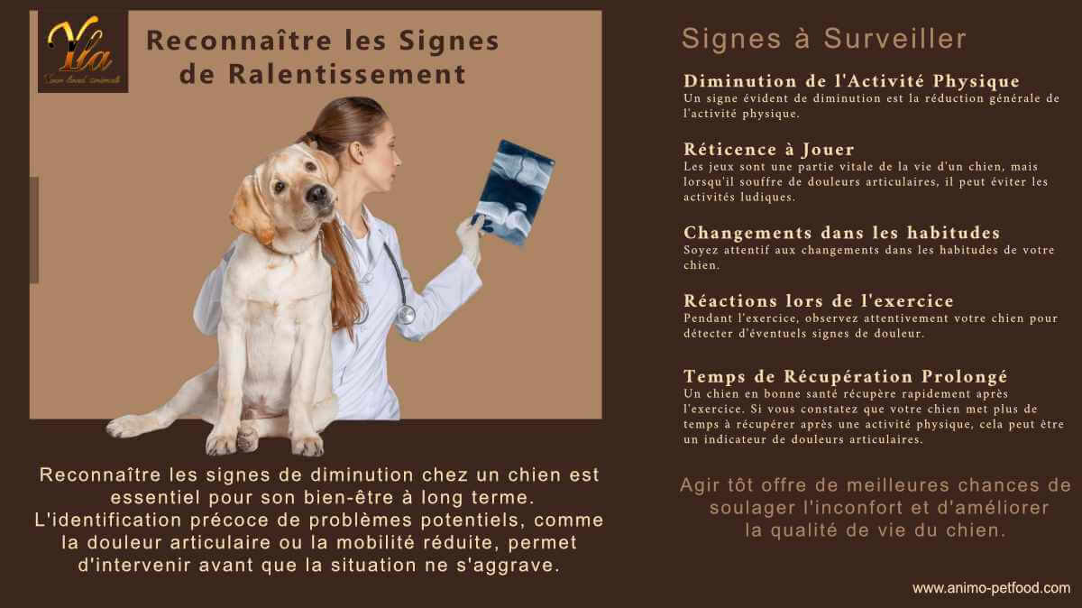 problemes-articulaires-reconnaitre-les-signes-de-ralentissement-chez-les-chiens