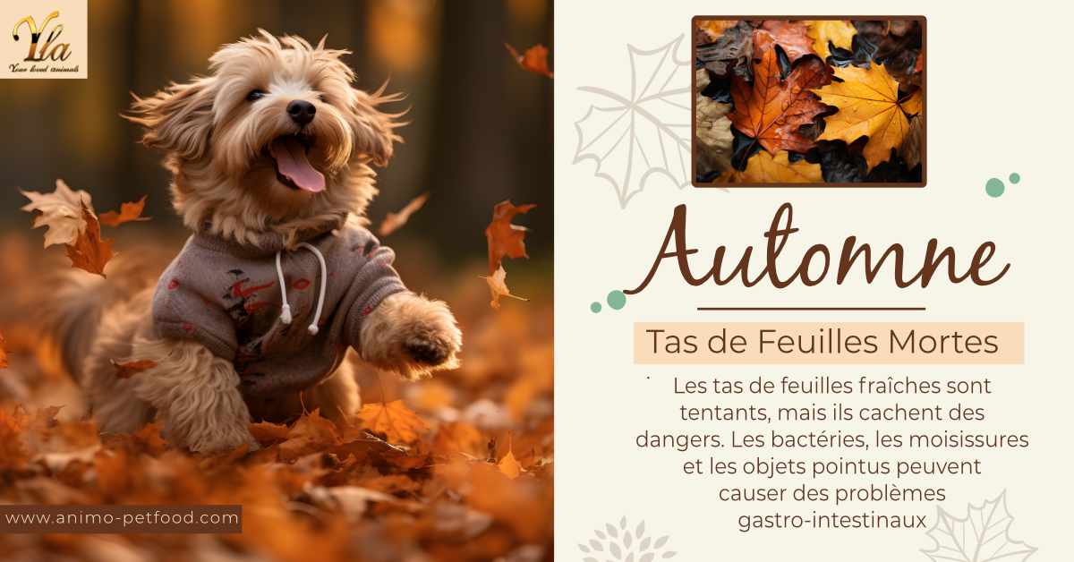 automne-chien-chat-danger-des-feuilles-mortes