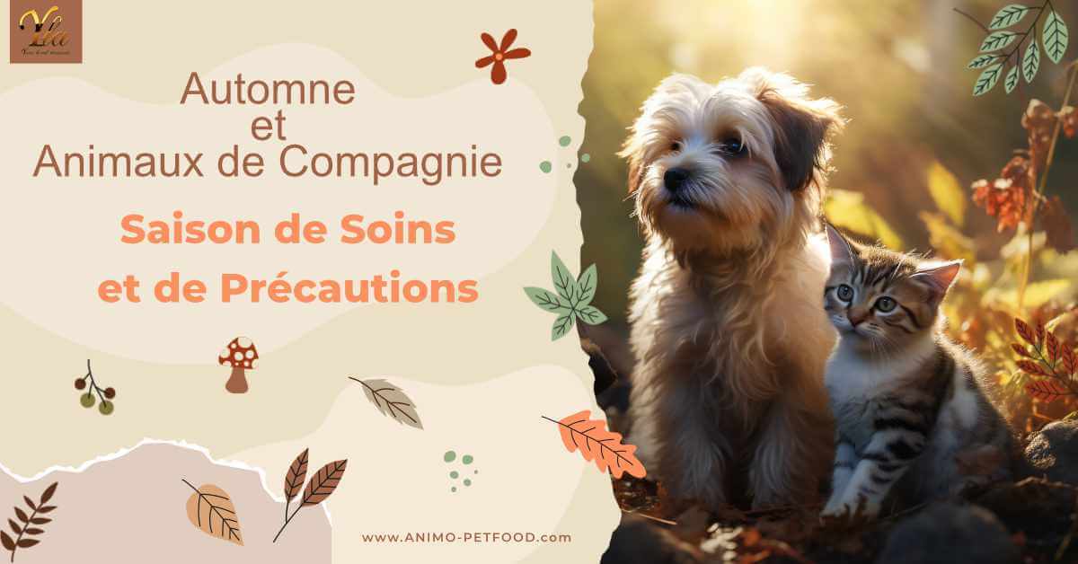 bien-etre-des-animaux-de-compagnie-en-saison-automnale