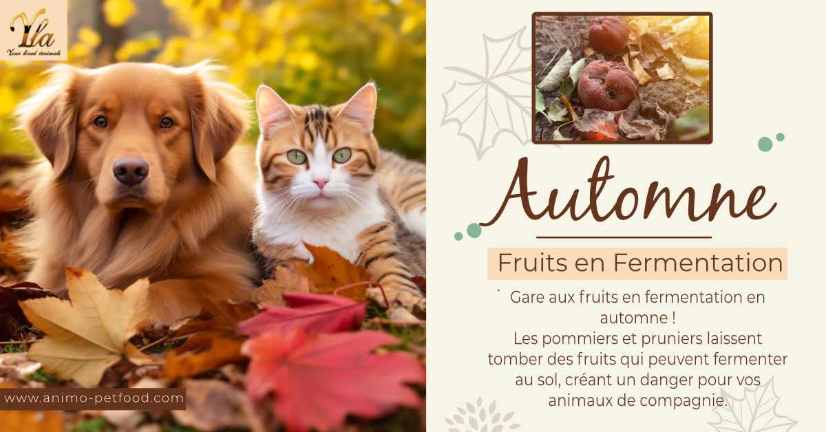automne-fruits-en-fermentation-nocifs-pour-chien-et-chat