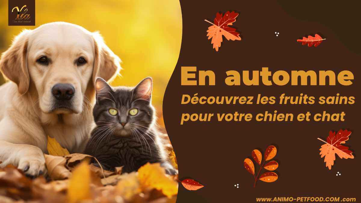 fruits-d-automne-sains-pour-les-chiens-et-chats