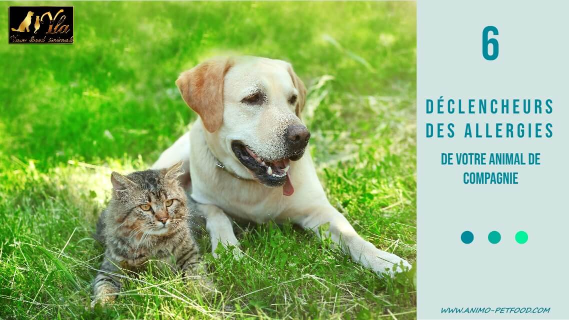 Declencheurs Des Allergies De Votre Animal De Compagnie Declencheurs Des Allergies De Votre Animal De Compagnie