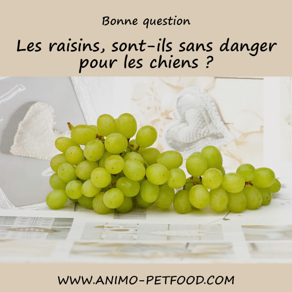 Les raisins, sont-ils sans danger pour les chiens ?