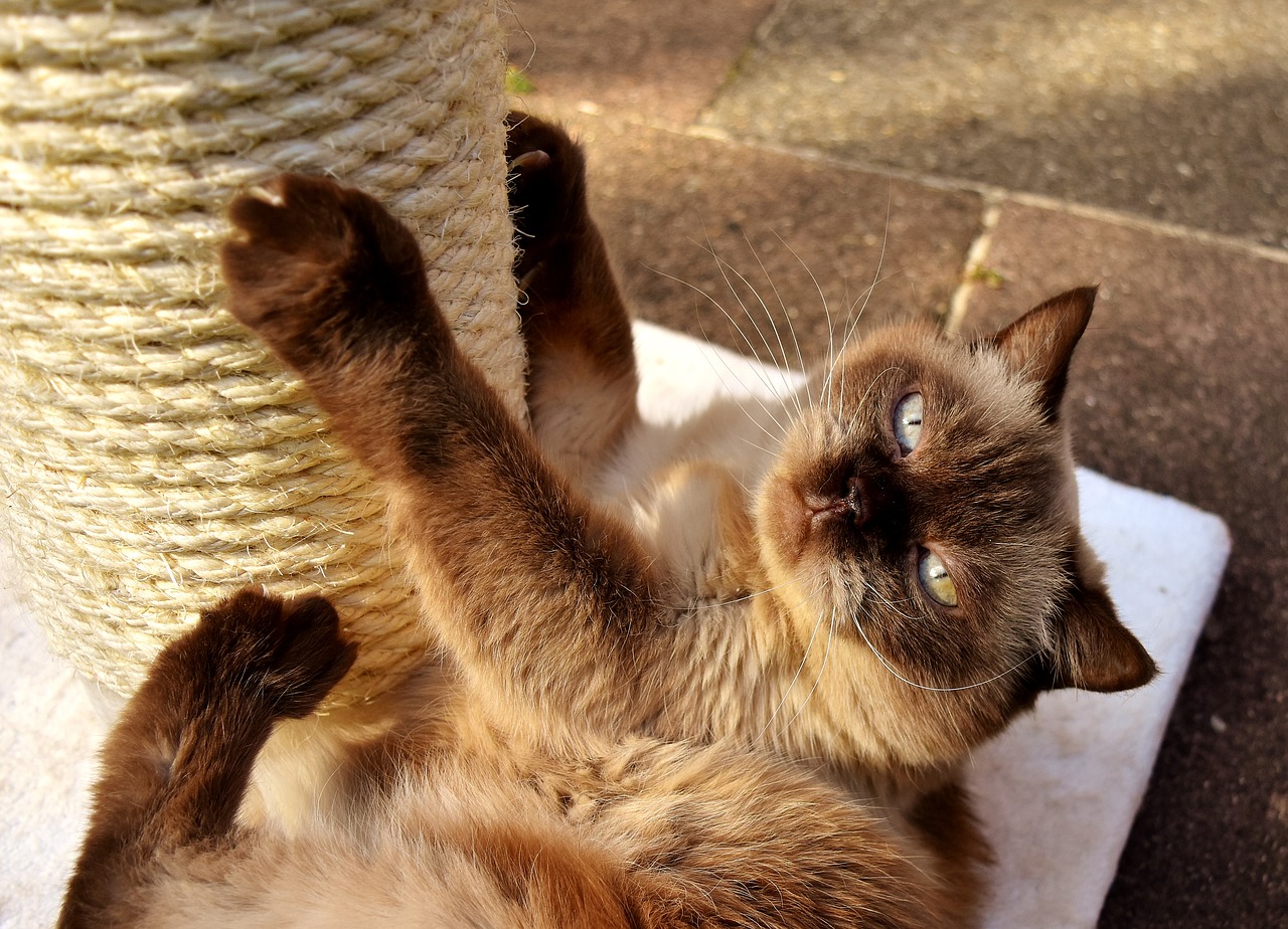 Comment Proteger Votre Canape Des Griffes De Votre Chat