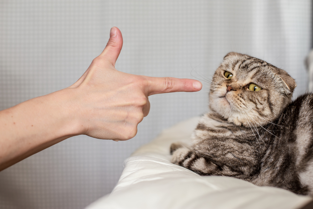 Comment Proteger Votre Canape Des Griffes De Votre Chat
