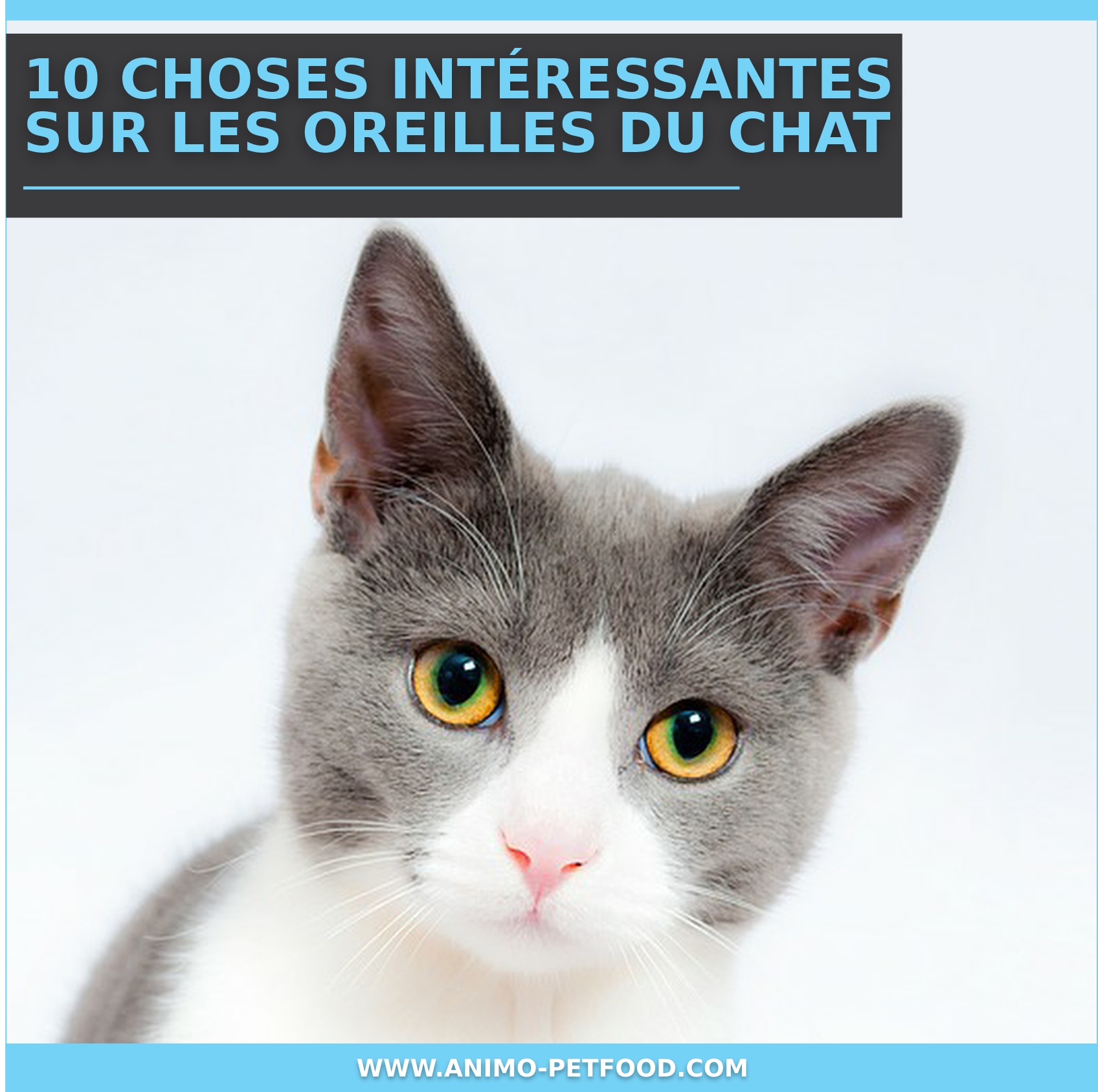 10 Choses Interessantes Sur Les Oreilles Du Chat