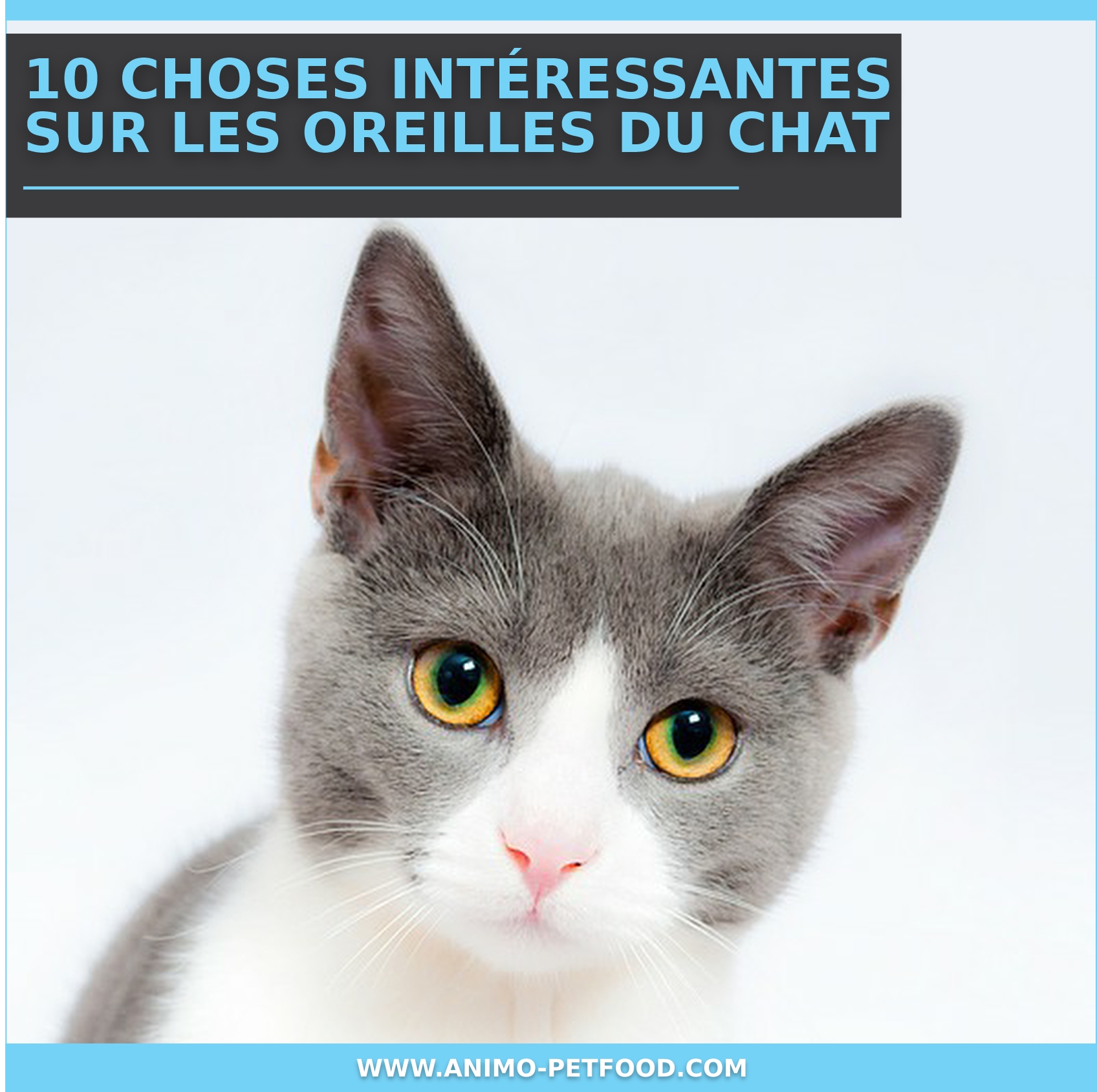 10 choses intéressantes sur les oreilles du chat