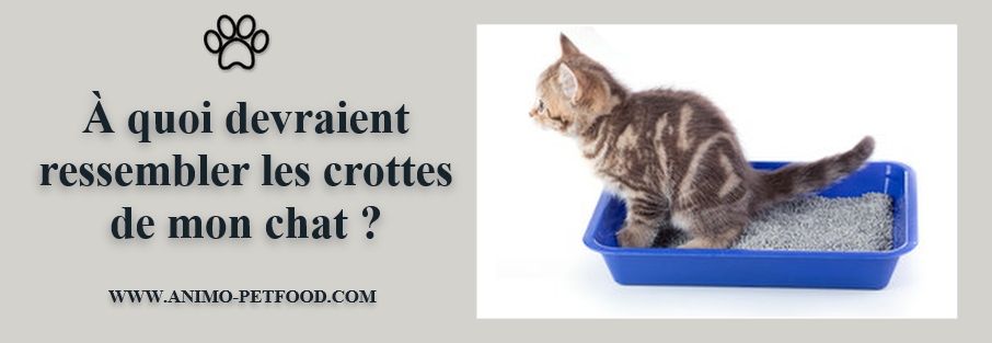 A Quoi Devraient Ressembler Les Crottes De Mon Chat