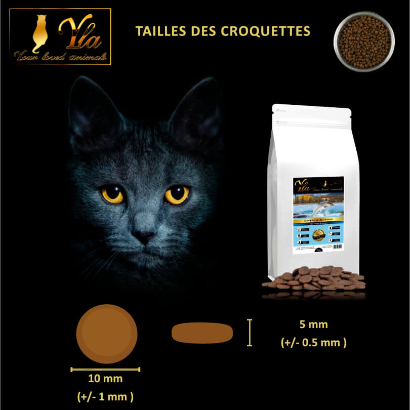 croquettes-au-saumon-pour-chat