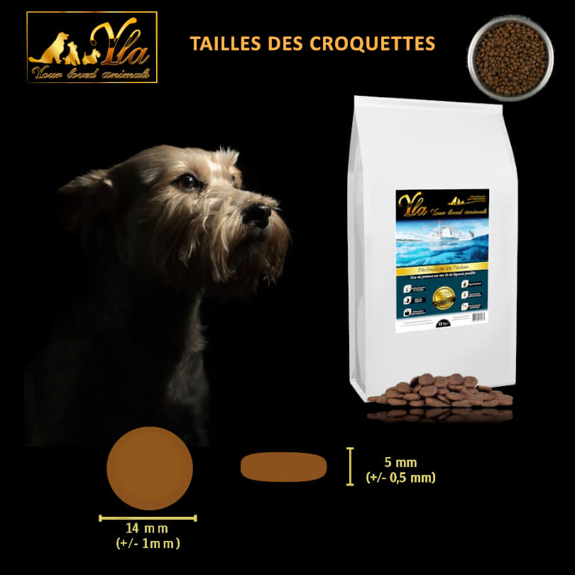 meilleur-croquette-pour-chien-poissons