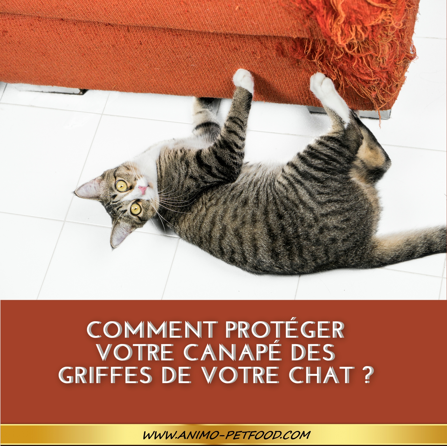 Comment Proteger Votre Canape Des Griffes De Votre Chat