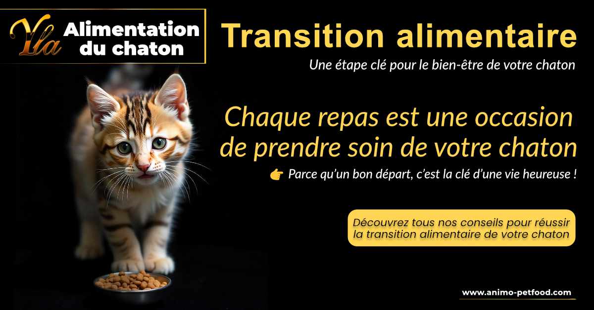 Conseils pour réussir la transition alimentaire de votre chaton vers une alimentation optimale