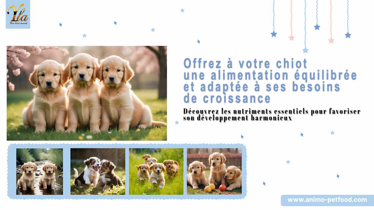 Croquettes sur mesure pour une croissance harmonieuse et équilibrée du chiot