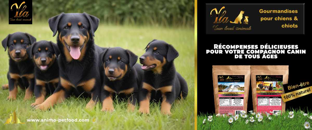 Gourmandises pour chiens & chiots - Délicieuses récompenses pour votre fidèle compagnon de toutes tailles