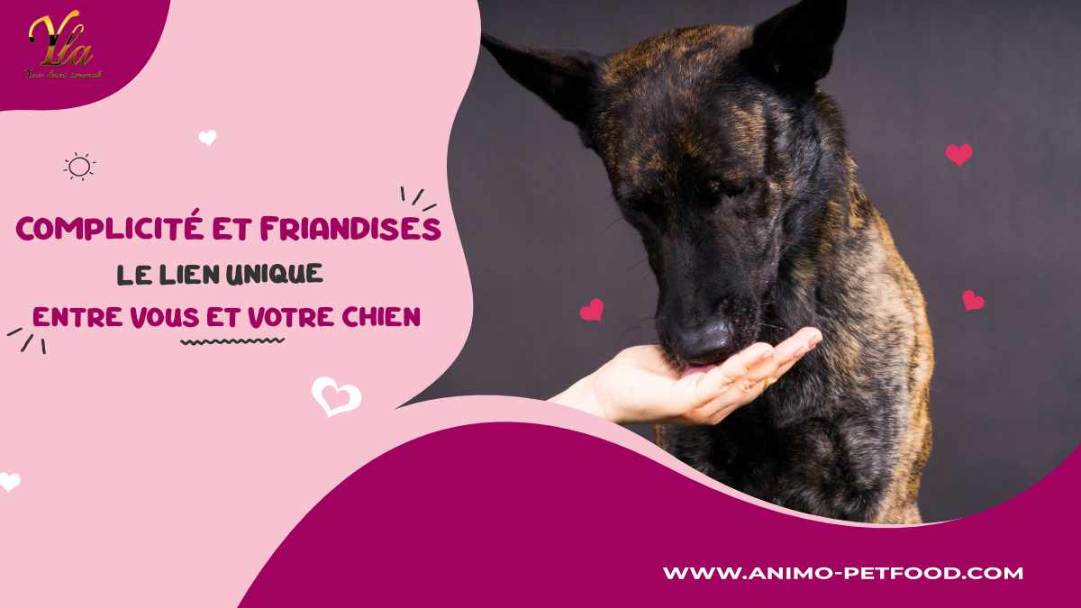 la-friandise-pour-votre-chien-le-complement-gourmand-de-la-caresse