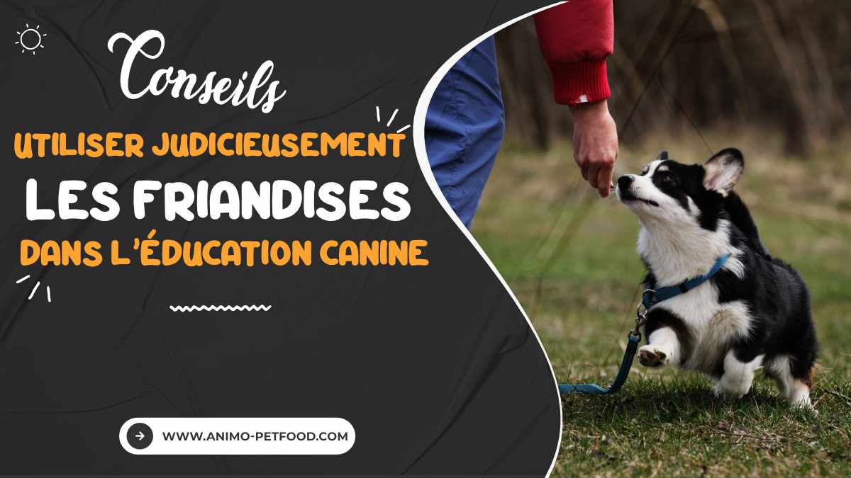 utiliser-judicieusement-les-friandises-dans-l-education-canine