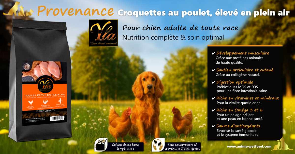Croquettes au poulet pour chien adulte avec superaliments.