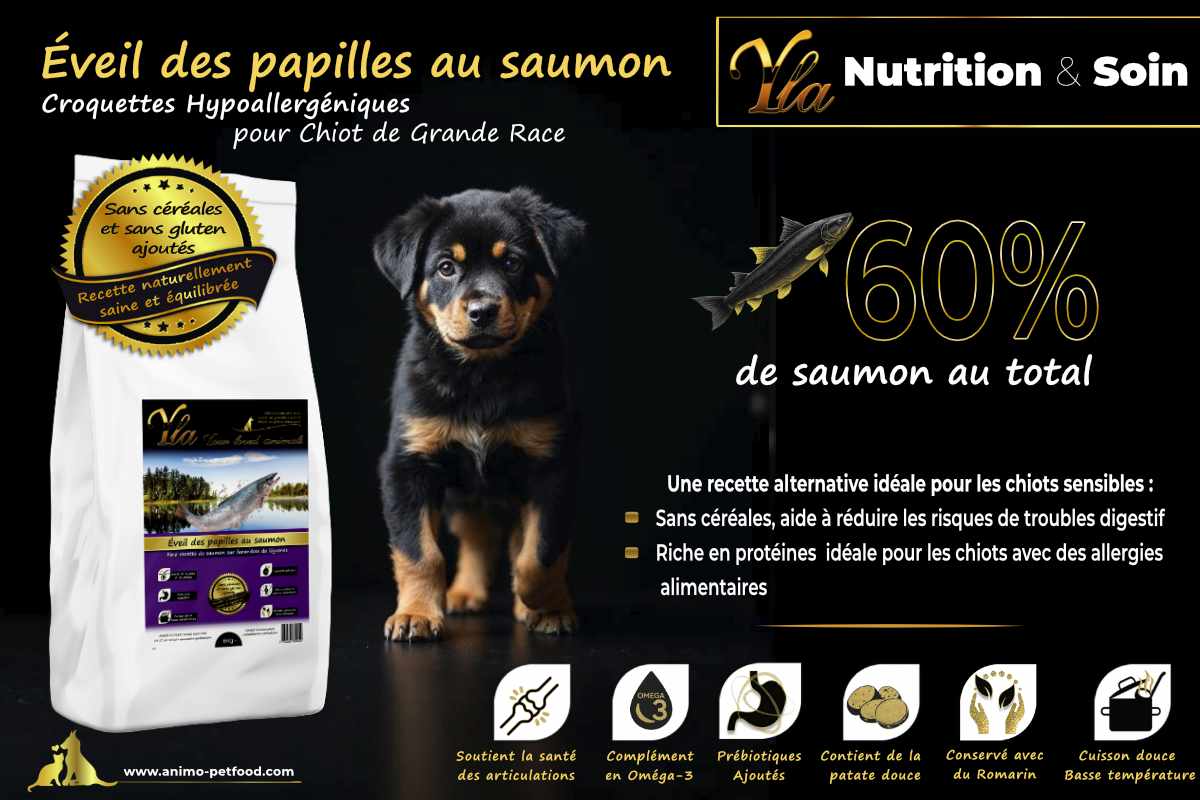 Croquettes hypoallergéniques pour chiots de grande race avec saumon, sans céréales, favorisant une digestion saine et un pelage brillant.