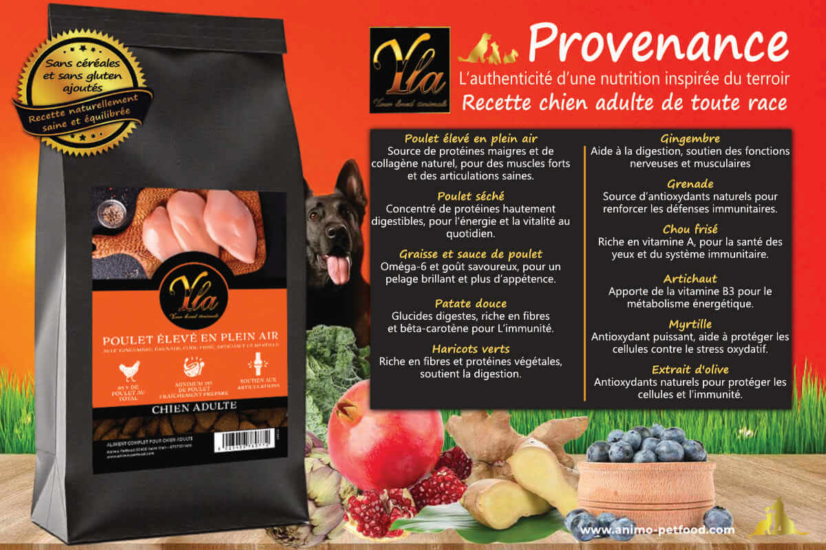 Croquettes au poulet pour chien adulte avec superaliments.
