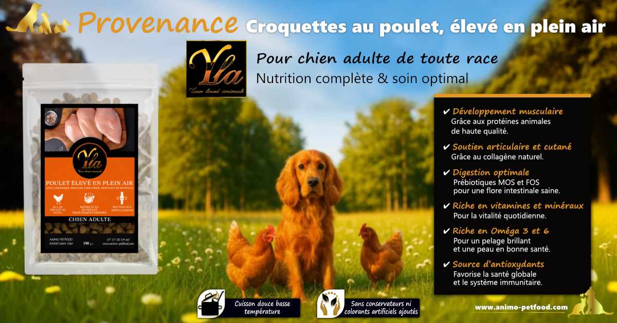 Croquettes pour chien adulte, soutien articulations, peau et pelage.