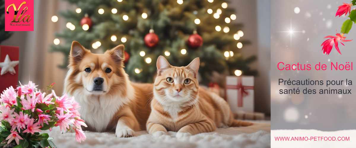 cactus-de-noel-precautions-pour-la-sante-des-animaux