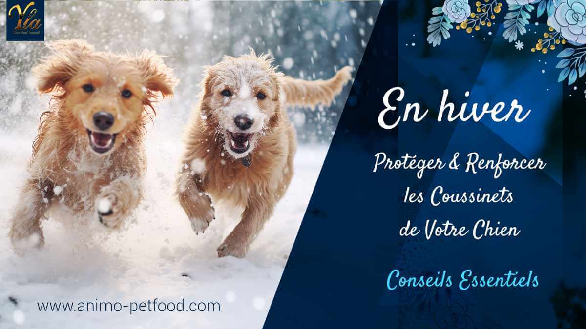 chien-coussinets-pattes-soin-et-prevention-en-hiver