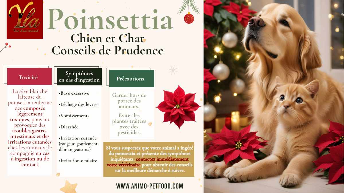 chien-et-chat-conseils-de-prudence-avec-le-poinsettia-toxicite-symptomes-precautions