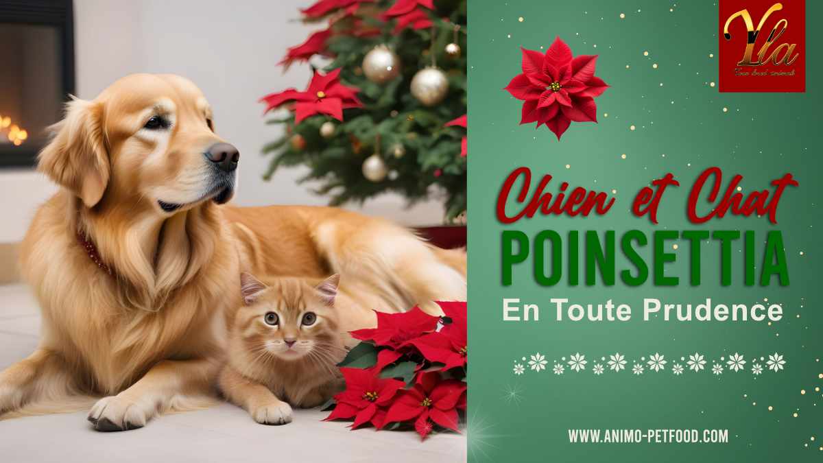 chien-et-chat-poinsettia-en-toute-prudence