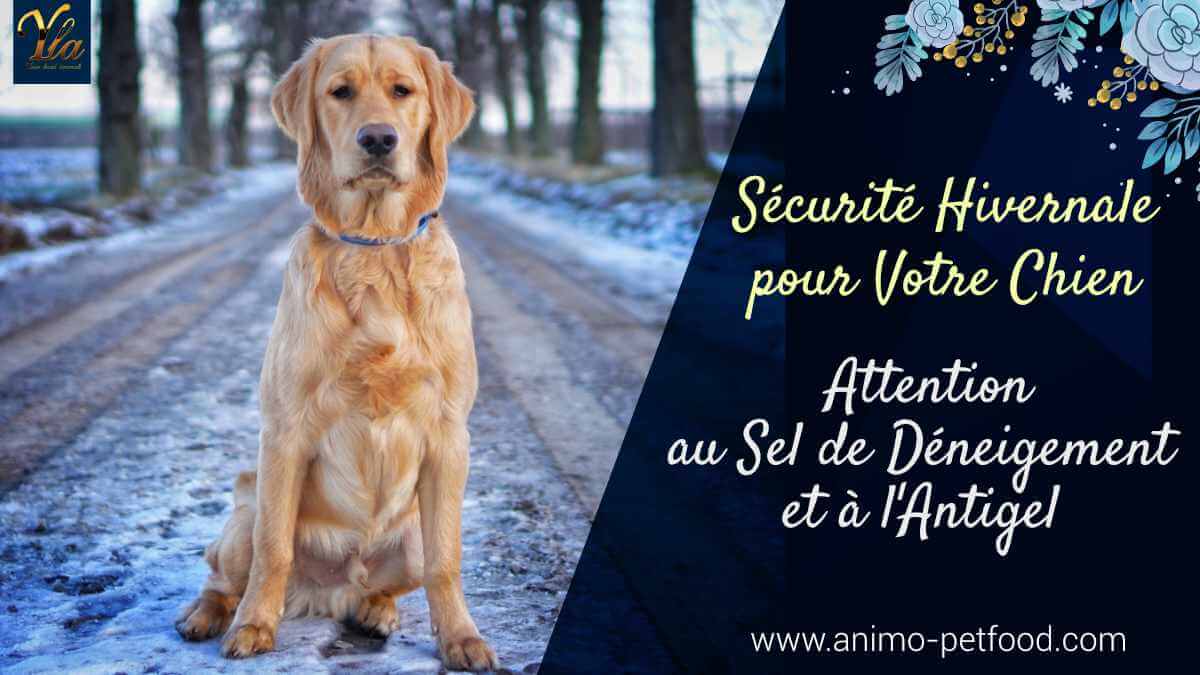 Centre Canin Des Ruisseaux - La chaleur est enfin arrivée ☀️ soyez  prévoyants lors des promenades avec toutou 🐾 Comment protéger les  coussinets de votre chien cet été ? Imaginez, vous marchez