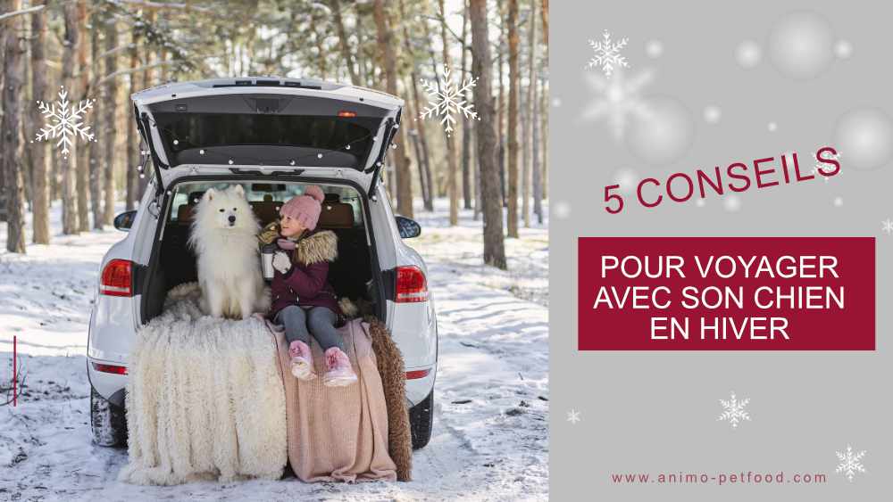 Conseils pour voyager en hiver avec votre chien