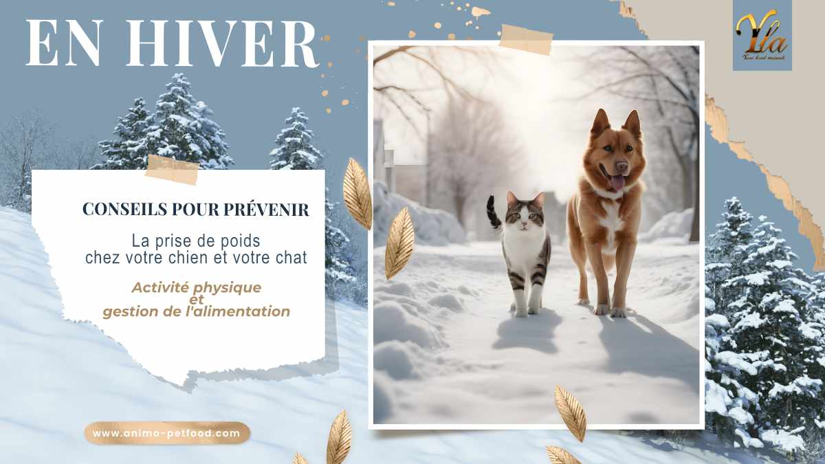 Conseils pour prévenir la prise de poids chez votre chien et votre chat en hiver