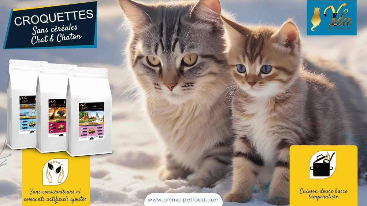 croquettes-chat-sans-conservateurs-ni-colorants-artificiels