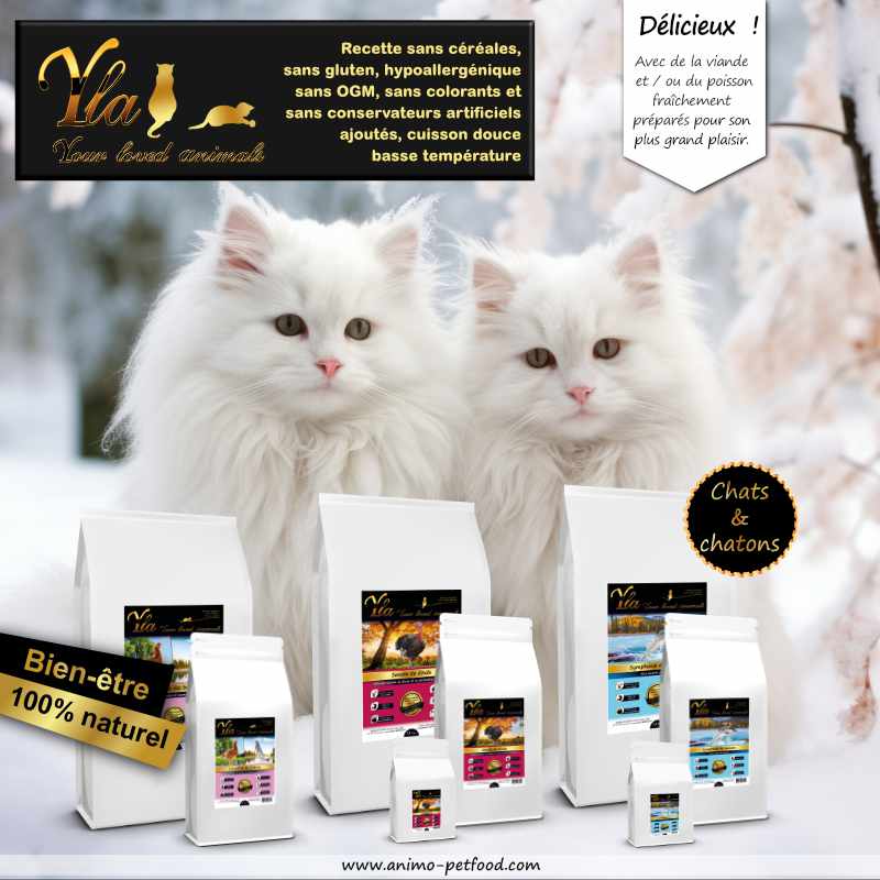 Croquettes de haute qualité pour chats et chatons assurant une nutrition équilibrée et favorisant le bien-être de vos amis félins